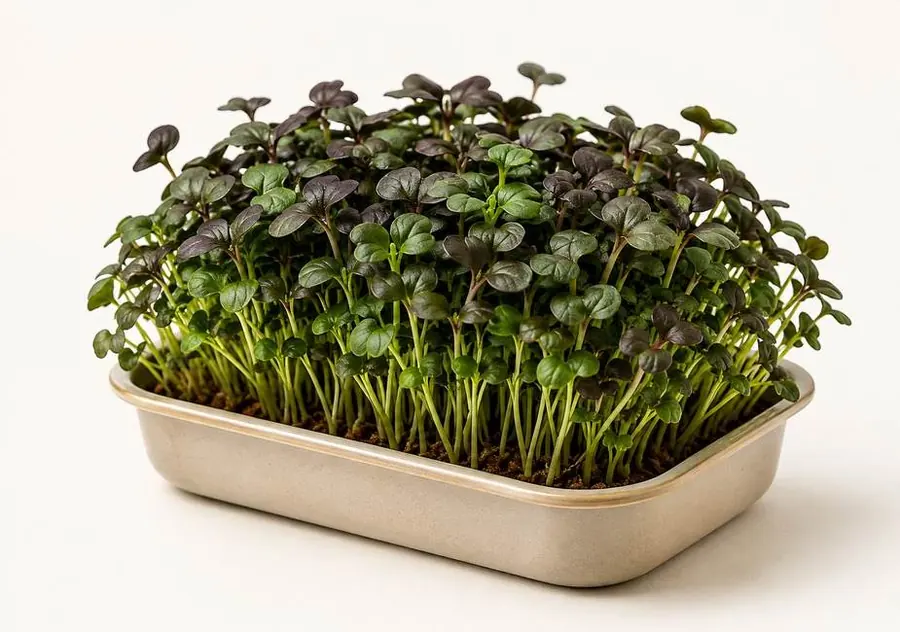 Fresh mustard microgreens