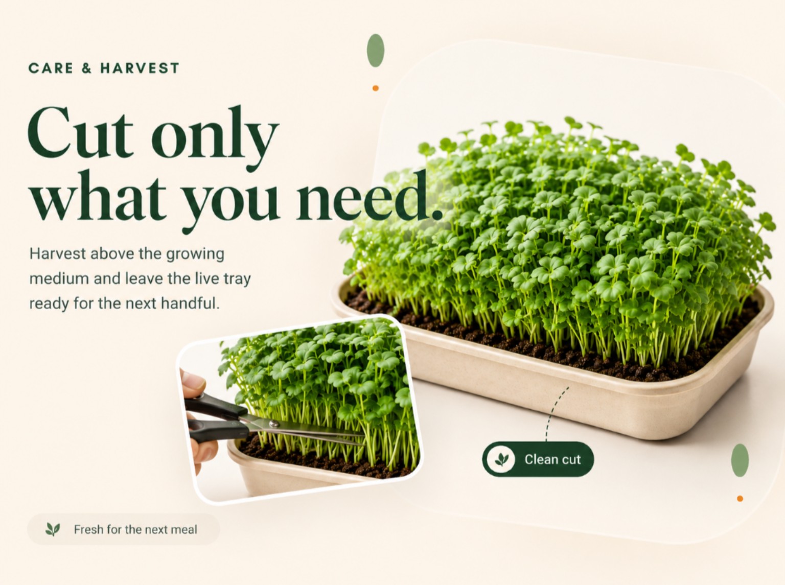 How to harvest Kibo Bowl microgreens by cutting only what you need