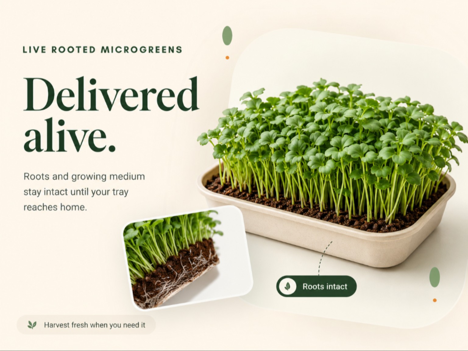 Kibo Bowl living microgreens delivered alive with roots intact